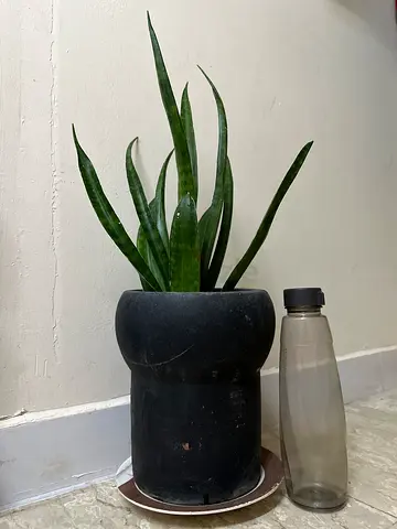 Snake plant