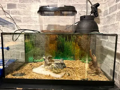 Small Reptile Terrarium with Decorative Rock and Substrate