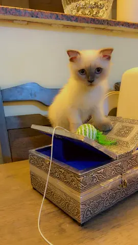 Adorable purebred Scottish fold boy kitten