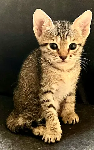 Free kittens adoption- please read description