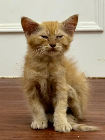 Young ginger kitten looking for a new home