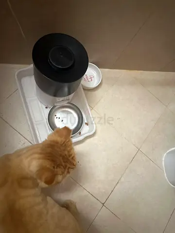 Cat adoption