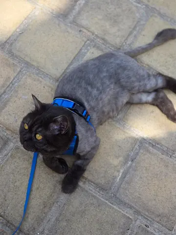 British Shorthair Cat