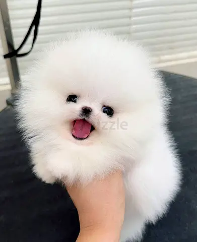 Pomeranian puppies