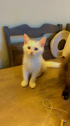 Gorgeous British shorthair male kitten