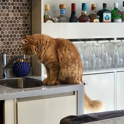 Friendly male ginger cat - affectionate, indoor only