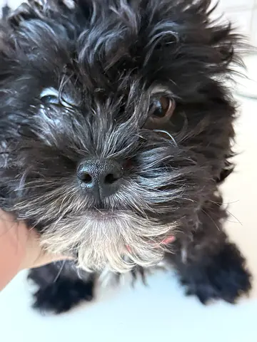 Maltipoo puppy