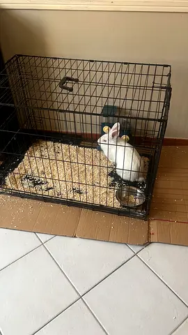 Bunny for giveaway