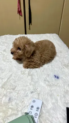 Small apricot Toy Poodle puppy — healthy, playful