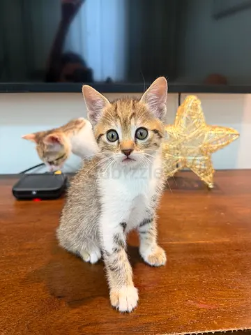 Cute Baby kittens