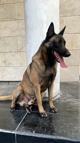 Belgian Malinois Couple for Adoption