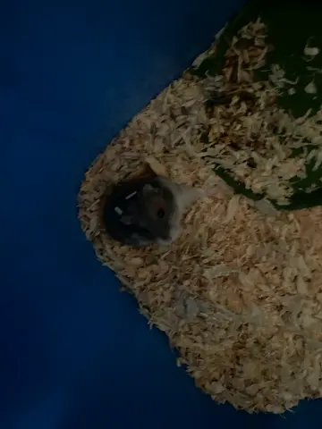Male calm hamster