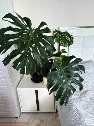 Flowers and houseplants. Excellent condition. Dubai Marina