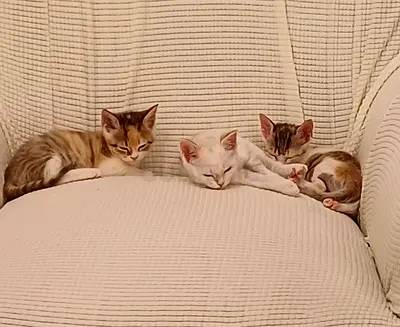 Kittens for free adoption in al qusais