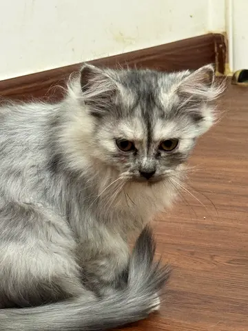 Young long-haired silver Persian kitten, friendly and playful