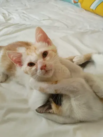 Free cat for adoption