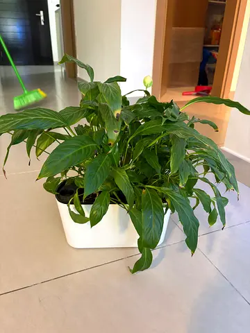 Spathiphyllum (Peace Lily) in White Planter - Healthy Indoor Plant