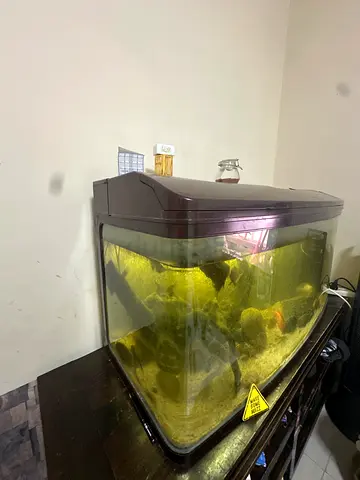 Used Aquarium Fish Tank with Hood and Filtration - 3ft (approx.)