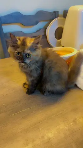 Gorgeous British tortoiseshell female kitten