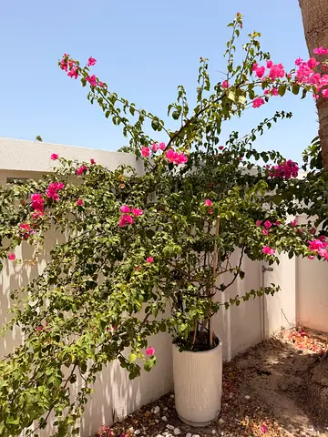 Established Pink Bougainvillea in Large Outdoor Pot