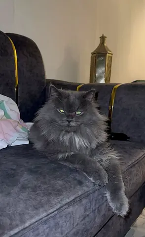2-year-old Mainecoon x Siberian Male