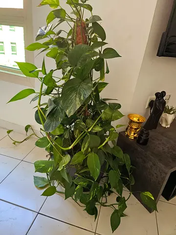 Large Golden Pothos on Moss Pole – Mature Indoor Plant