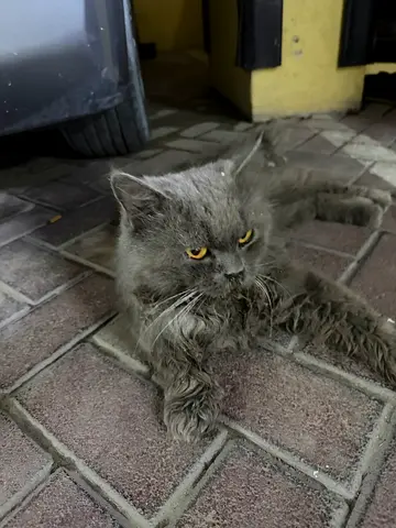 URGENT Grey Long Hair abandoned Cat for Adoption