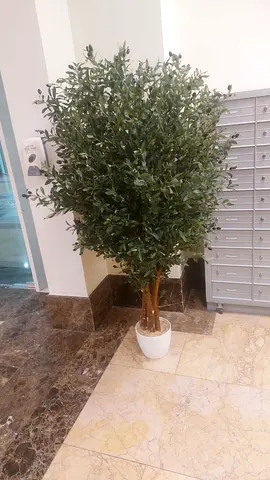 Large Artificial Olive Tree in White Planter - Ready to Display