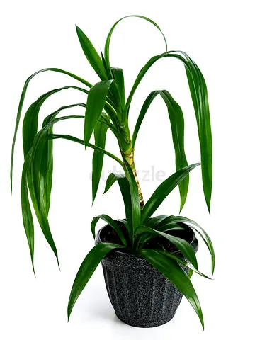 نبتة اليوغا yoga plant
