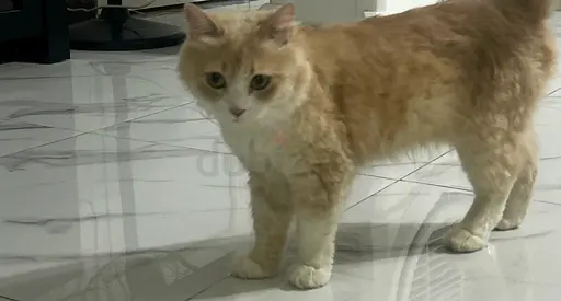 British longhair female Up for adoption  10 month old