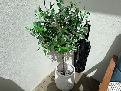 Artificial Olive Tree in Decorative White Planter - Good Condition