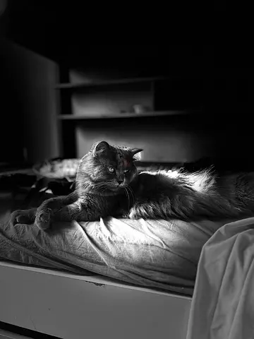 British Longhair Male 2 years