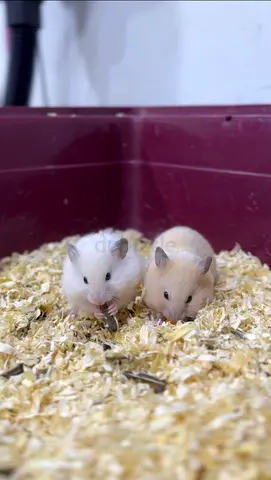 Pair of Friendly Syrian Dwarf Hamsters — Healthy and Tame