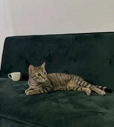 Female domestic shorthair rescue cat 6 month old affectionate up for adoption
