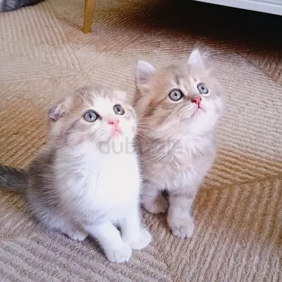 Adorable two very beautiful kittens boy and girl