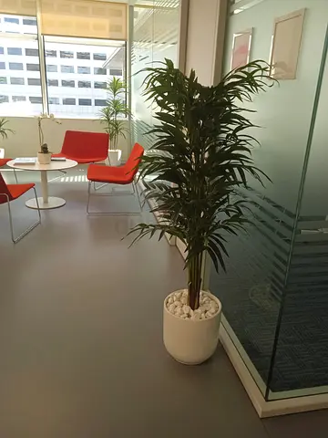 Artificial Ficus