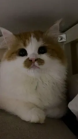 عجمان الروضه
