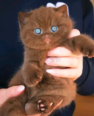 Blue eyes brown British shorthair