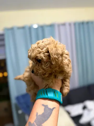 Small fluffy toy poodle puppy — 8 weeks, friendly and healthy