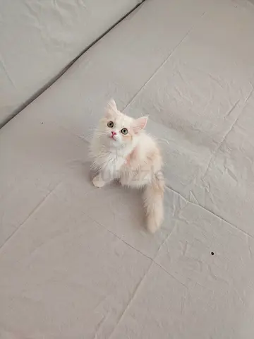 Pure Persian Kittens