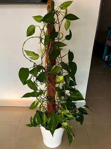 BEAUTIFUL HEALTHY HOUSE PLANT, INDOOR HOME PLANT FOR HOME DECORATION, EASY MAINTENANCE