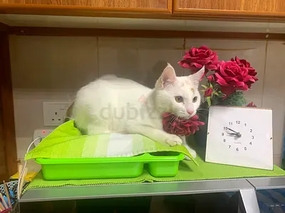 Cat for adoption