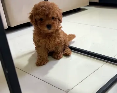 Small brown toy Maltipo puppy — friendly and playful