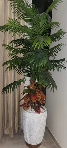 Plants almost New