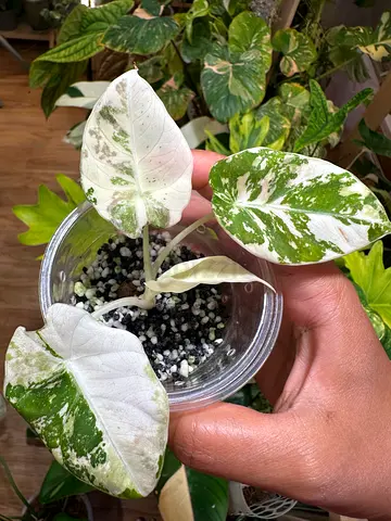 Alocasia black velvet for sale AED 300. Pickup near financial center netro