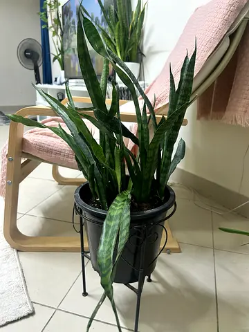 Healthy Snake Plant نبتة جلد النمر مع حامل (Sansevieria) in Decorative Pot with Stand - Ready to Go