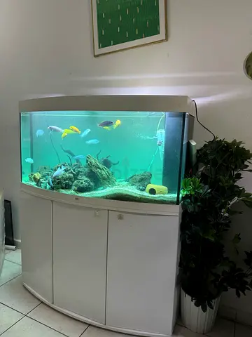Juwel aquarium
