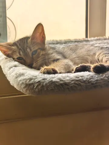 Kittens 🐈😻 50 days old