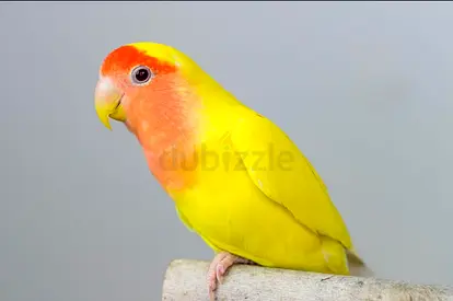 Lutino Peach-faced Lovebird — Healthy and Friendly