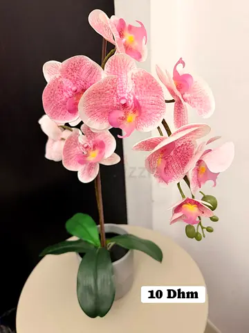 Plant for sale